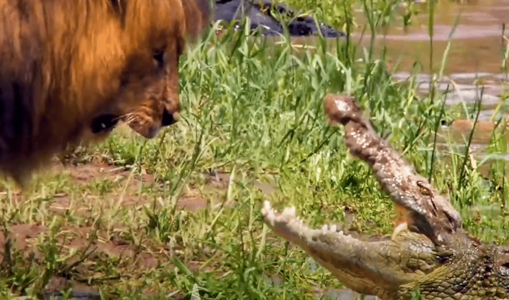 Times Animals Messed With Wrong Opponents !