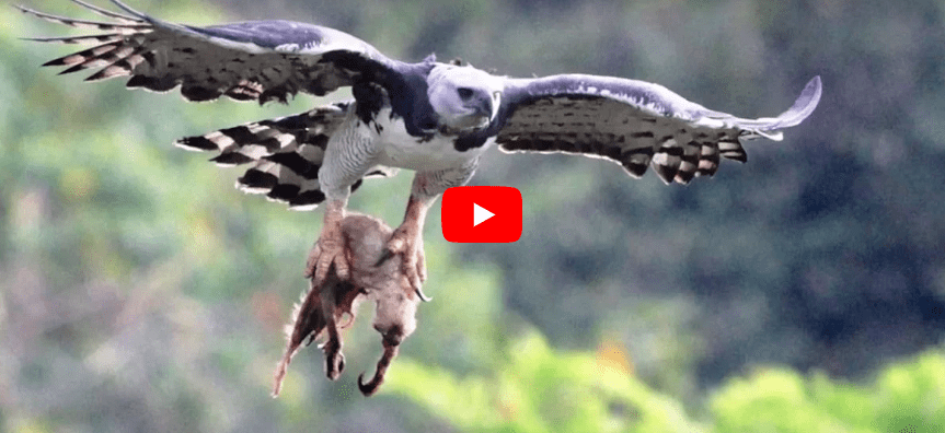 The Harpy Eagle: Predatory Mastery