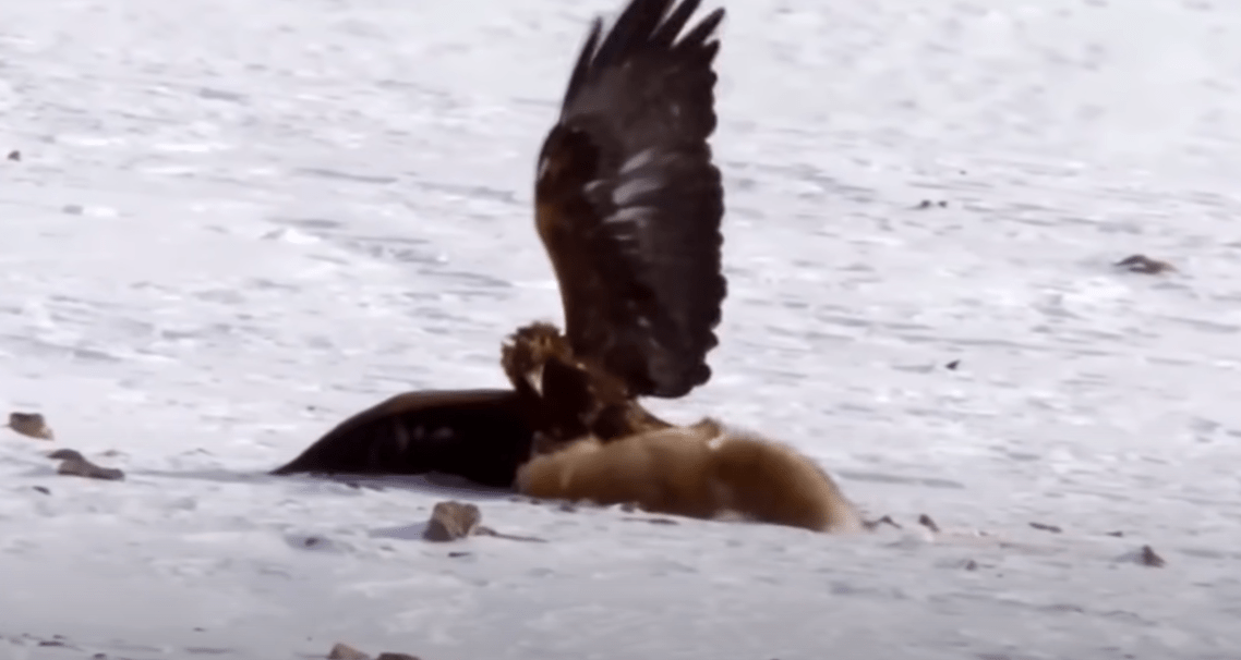 The Golden Eagle: Winged Assassin of the Skies