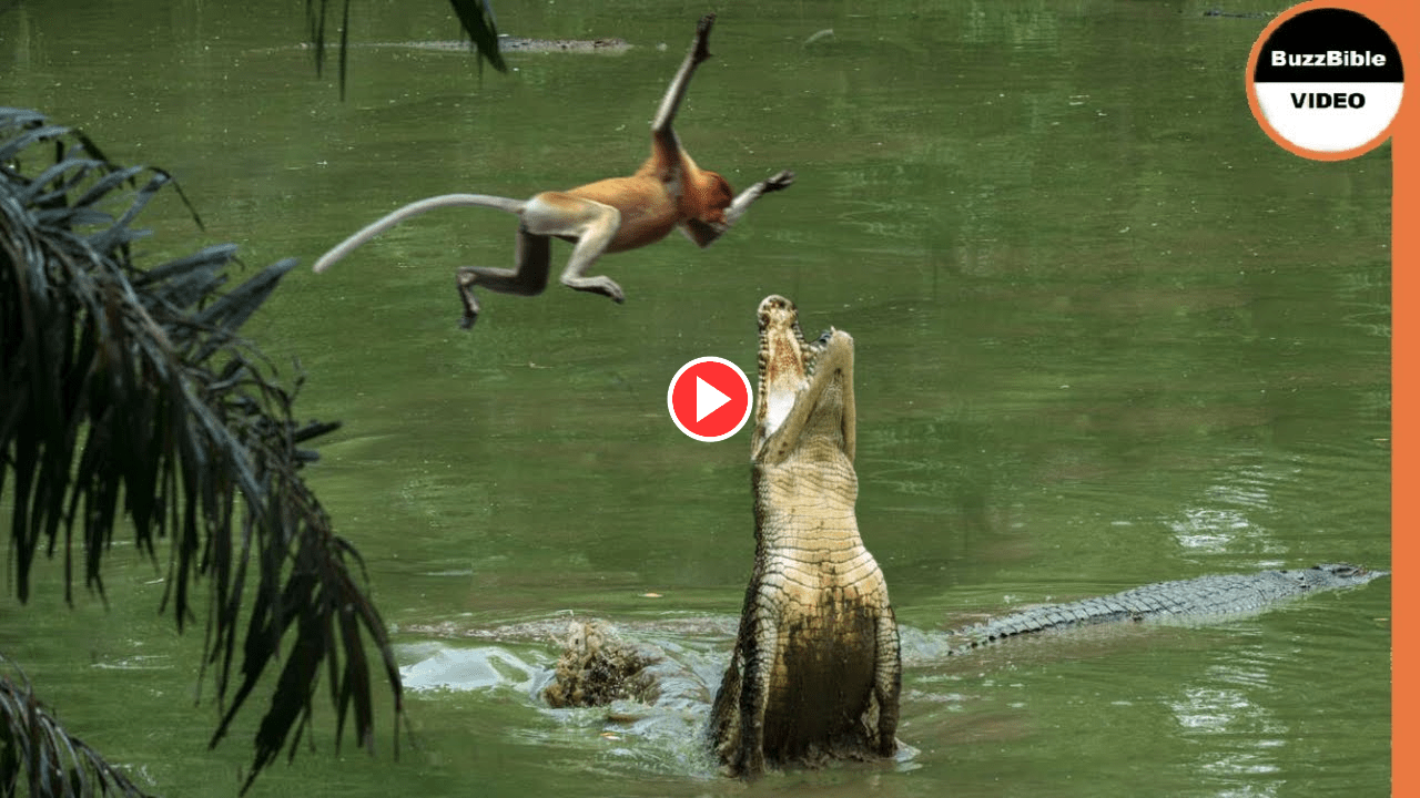 This Monkey Jumps Straight Into a Crocodile’s Trap